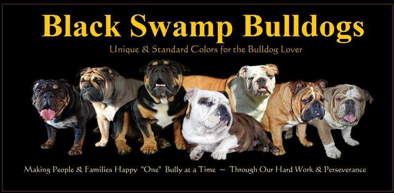 rare blue english bulldogs for sale