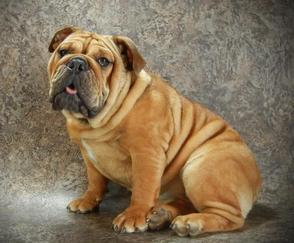 our black swamp bulldogs ohio rare bulldog breeder black fawn design sale